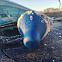 Скребок для льда, синий с логотипом в Волгограде заказать по выгодной цене в кибермаркете AvroraStore
